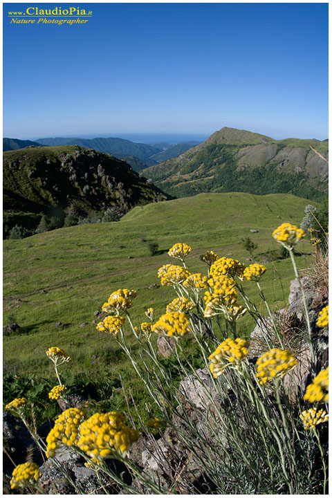 aiona, fiori di montagna, fiori alpini in Alta Val d'Aveto